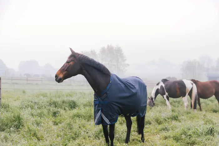 Turnout Rug All Weather Waterproof Comfort 200g by Kentucky